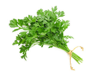 CORIANDER