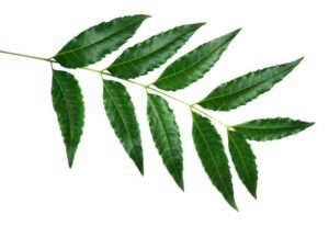 NEEM LEAF